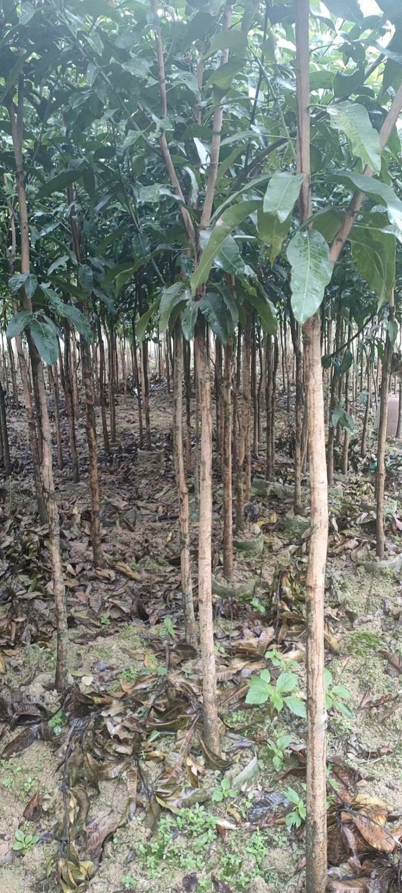芒果绿化苗木