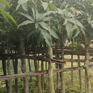 芒果绿化苗木