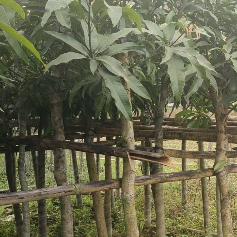 芒果绿化苗木