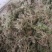 长年出售海花草《水苔》
