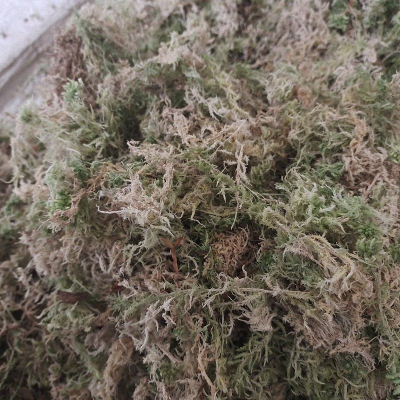 长年出售海花草《水苔》