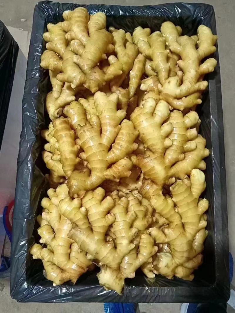 山东大黄姜货源充足全国发货坏烂包赔