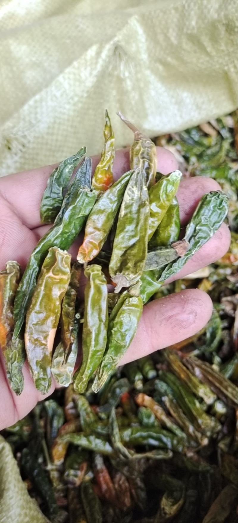青辣椒段，辣椒段，青辣椒丝，干青辣椒节，