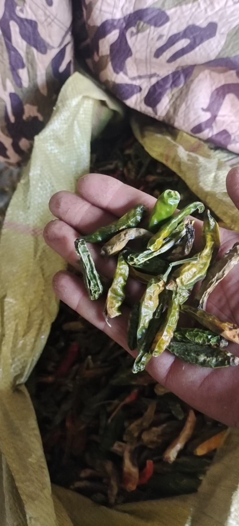 青辣椒段，辣椒段，青辣椒丝，干青辣椒节，
