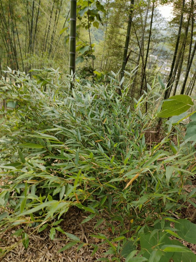 楠竹苗大量批发零售都可以，一手货源，量大从优。