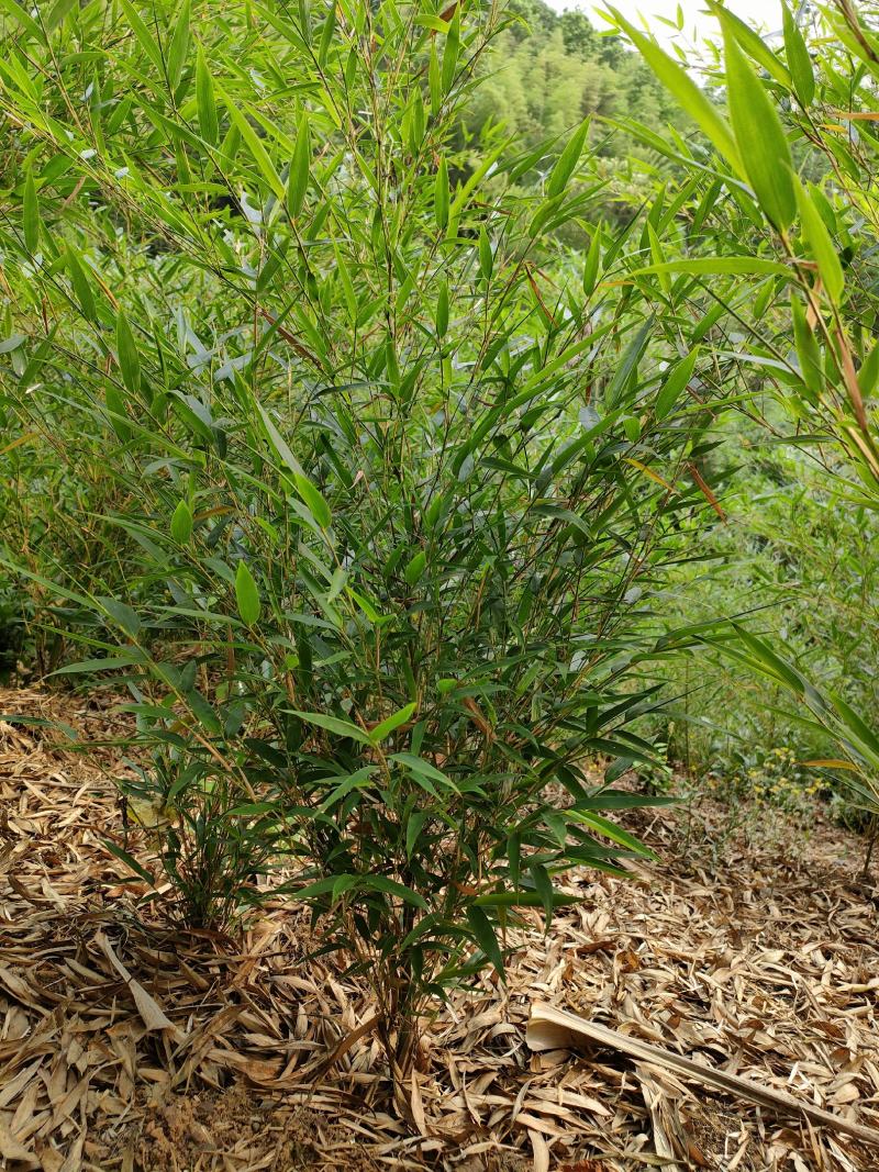 楠竹苗大量批发零售都可以，一手货源，量大从优。