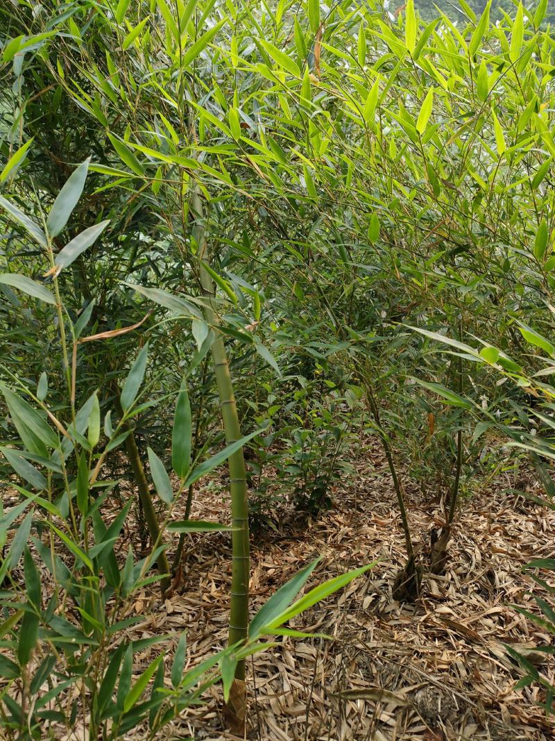 楠竹苗大量批发零售都可以，一手货源，量大从优。