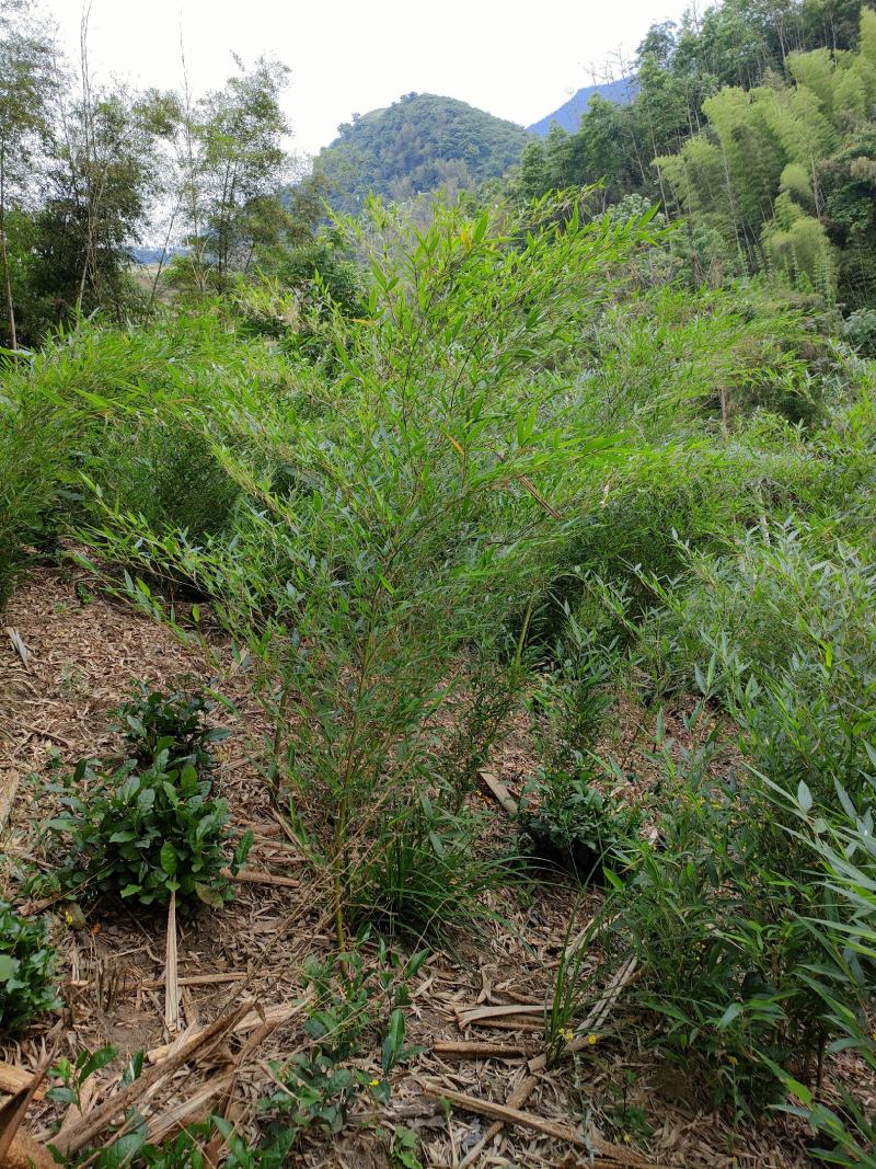 楠竹苗大量批发零售都可以，一手货源，量大从优。