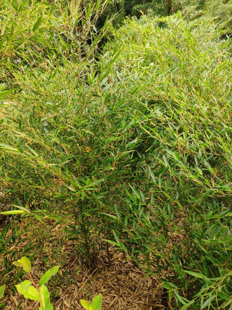 楠竹苗大量批发零售都可以，一手货源，量大从优。