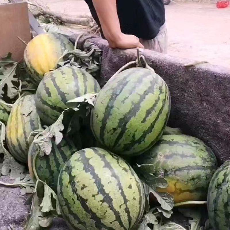 砀山县万亩西瓜，美都西瓜，8424西瓜大量上市，货源充足
