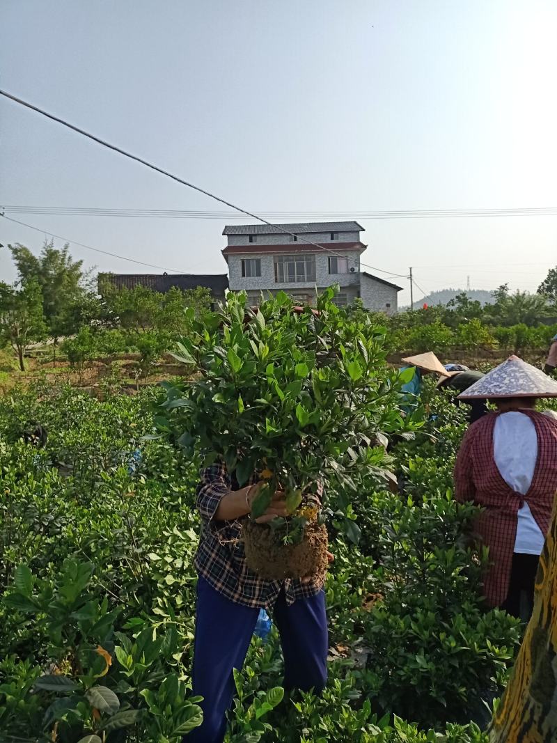 含苞待放的桅子花走货中，香气浓郁，量大从优，