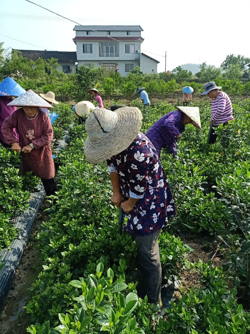 含苞待放的桅子花走货中，香气浓郁，量大从优，