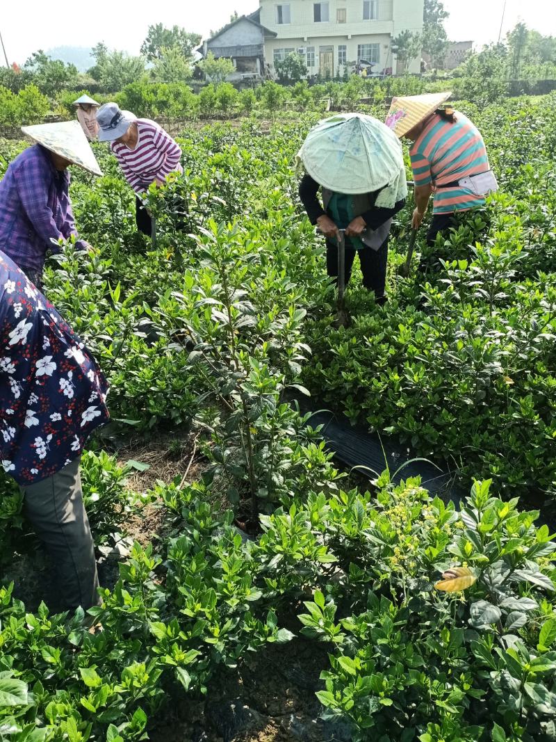 含苞待放的桅子花走货中，香气浓郁，量大从优，