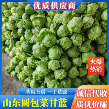 精品圆包菜甘蓝，质量好暖棚大棚甘蓝，货源充足，保质保量