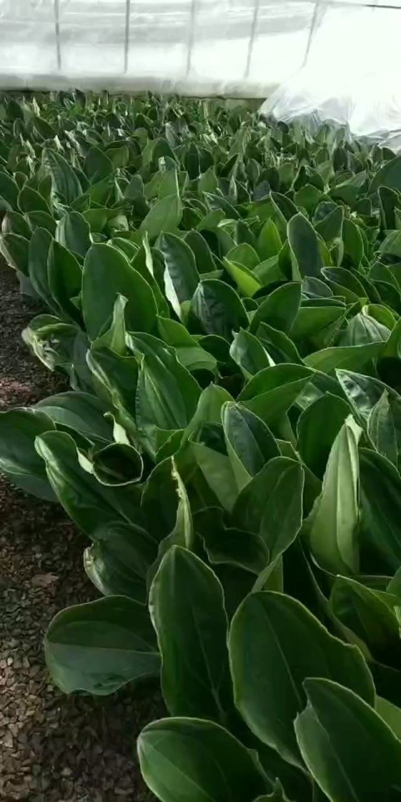 荷兰进口小苗，中苗现货批发