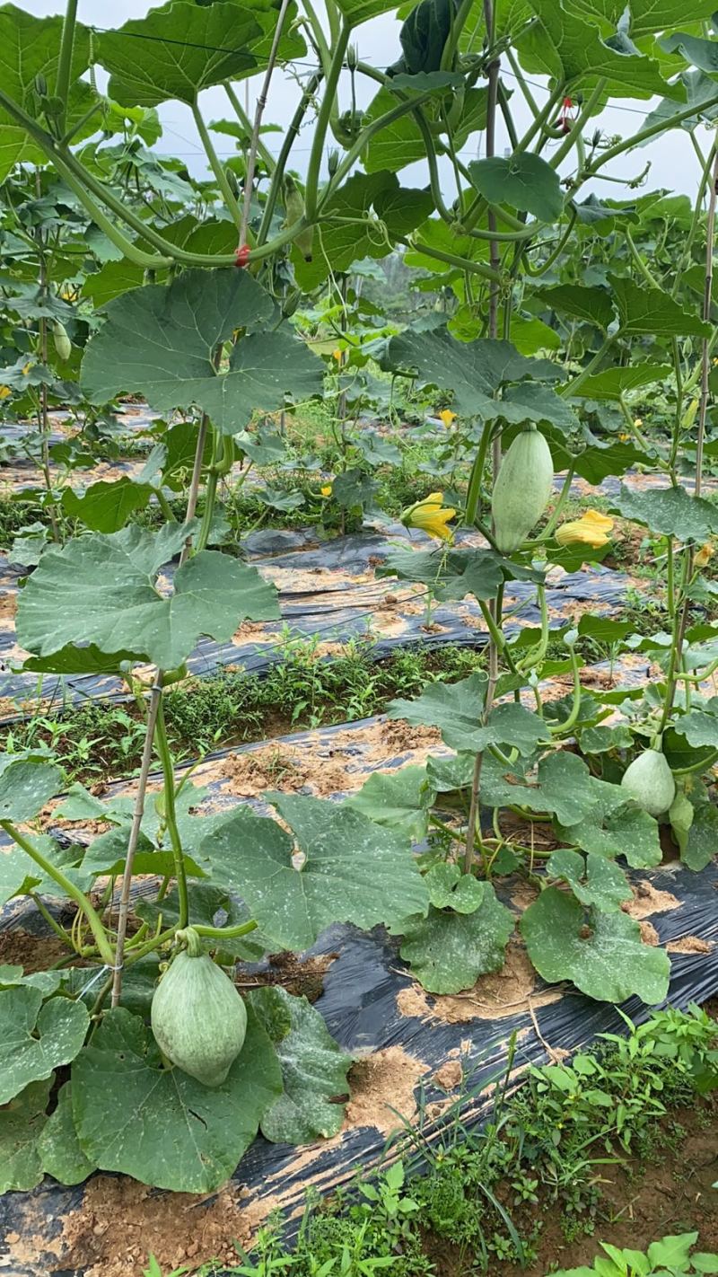无添加贵族南瓜长期供货价格美丽，二月底上市100吨