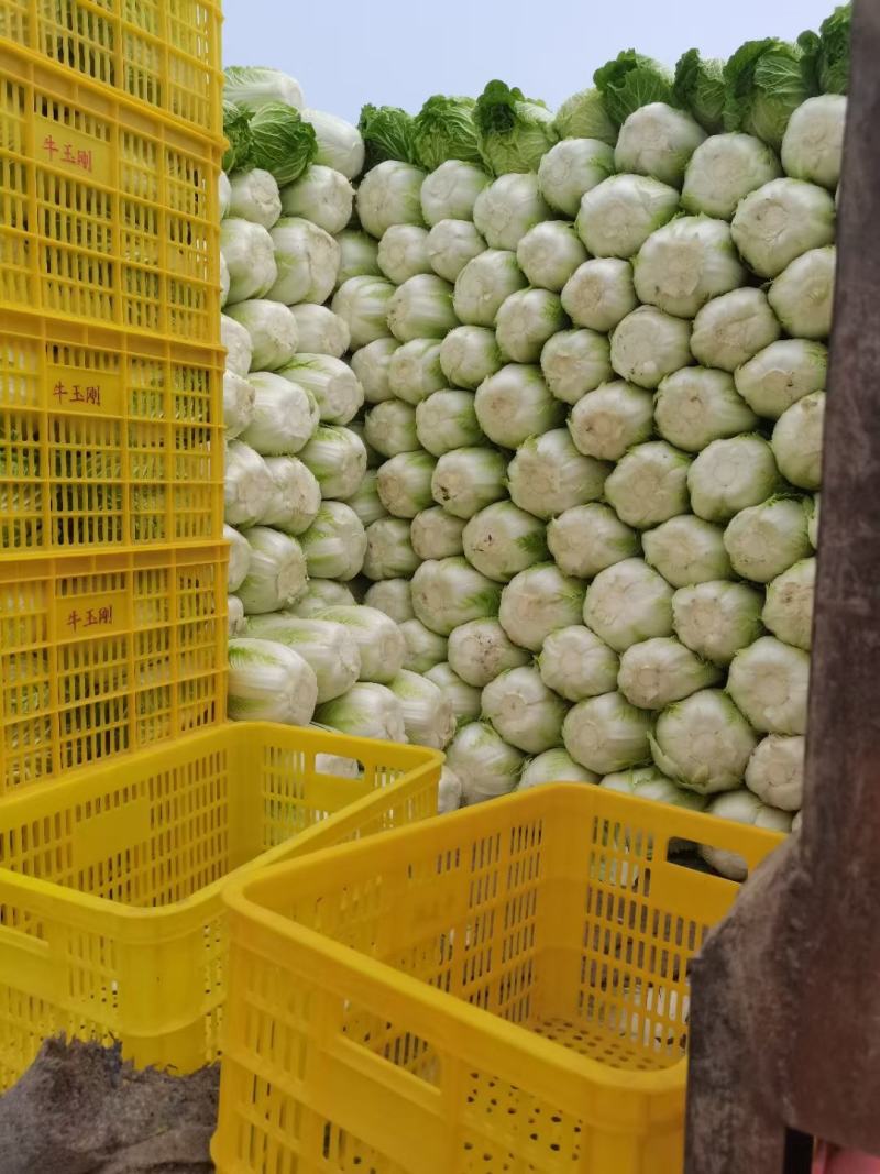 黄心大白菜，物美价廉，营养丰富