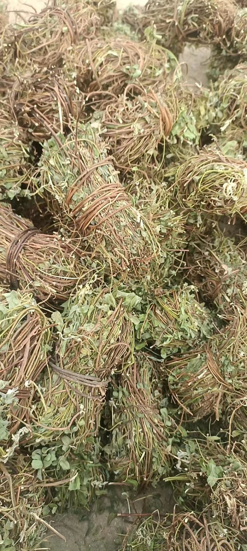鸡骨草带叶扎把青绿鸡骨草支持线上交易