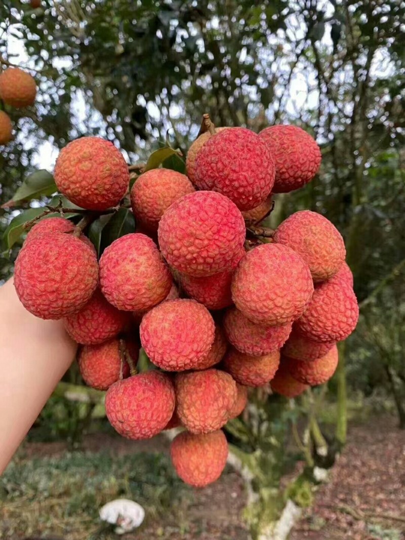 代办