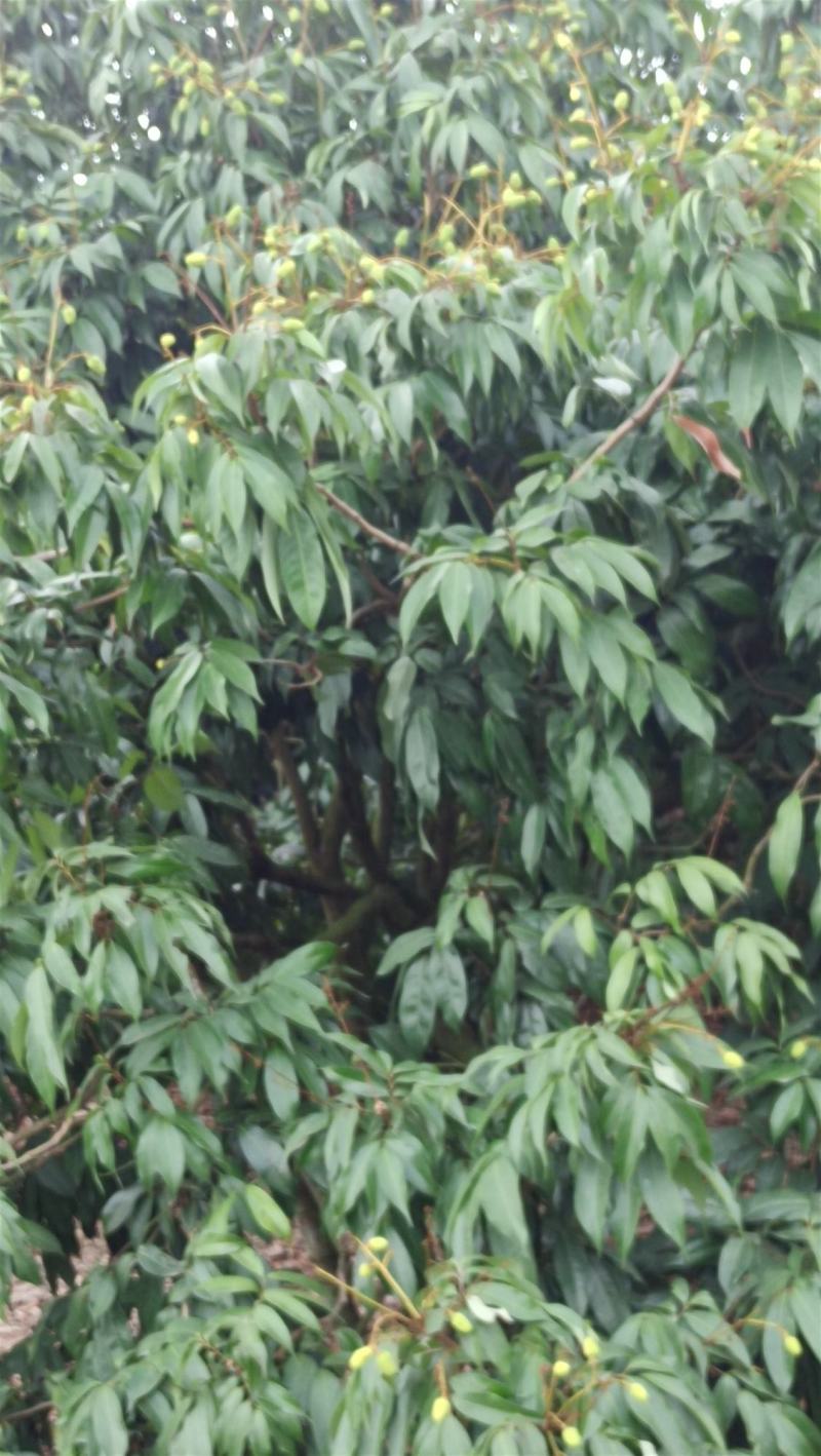 产地大量荔枝即张上市