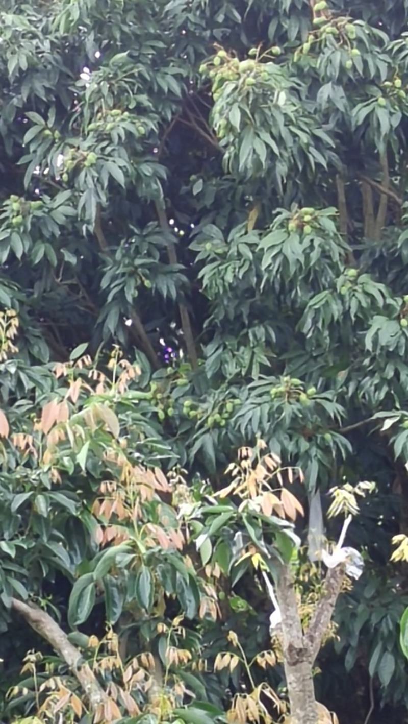 产地大量荔枝即张上市