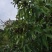 产地大量荔枝即张上市