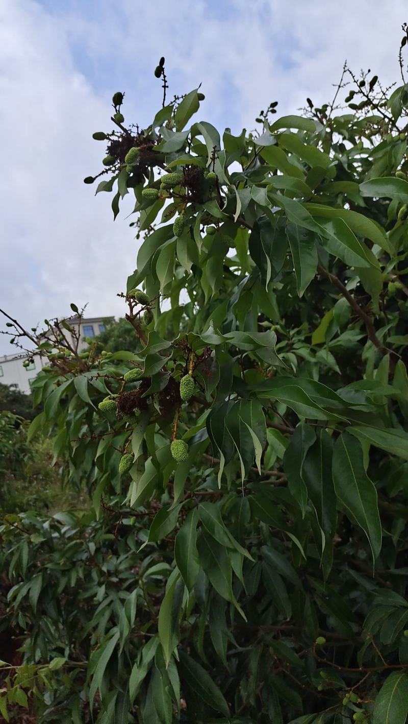 产地大量荔枝即张上市