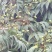 产地大量荔枝即张上市