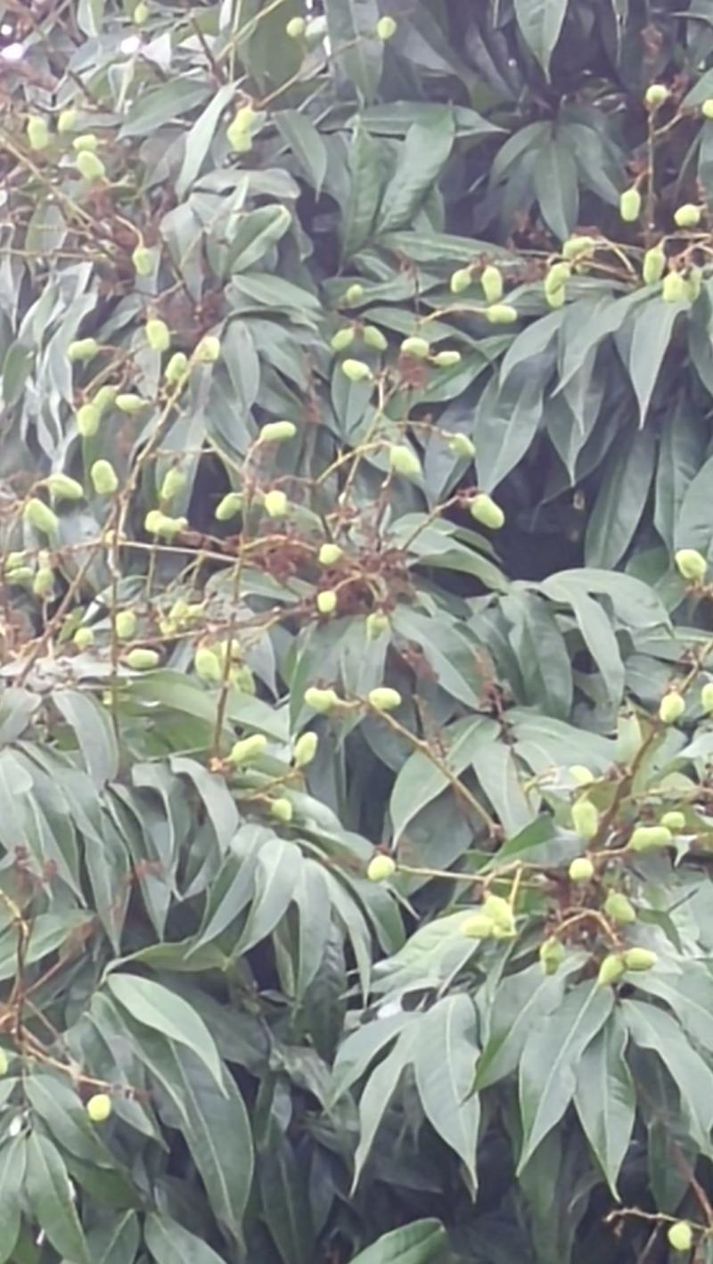 产地大量荔枝即张上市