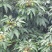 产地大量荔枝即张上市