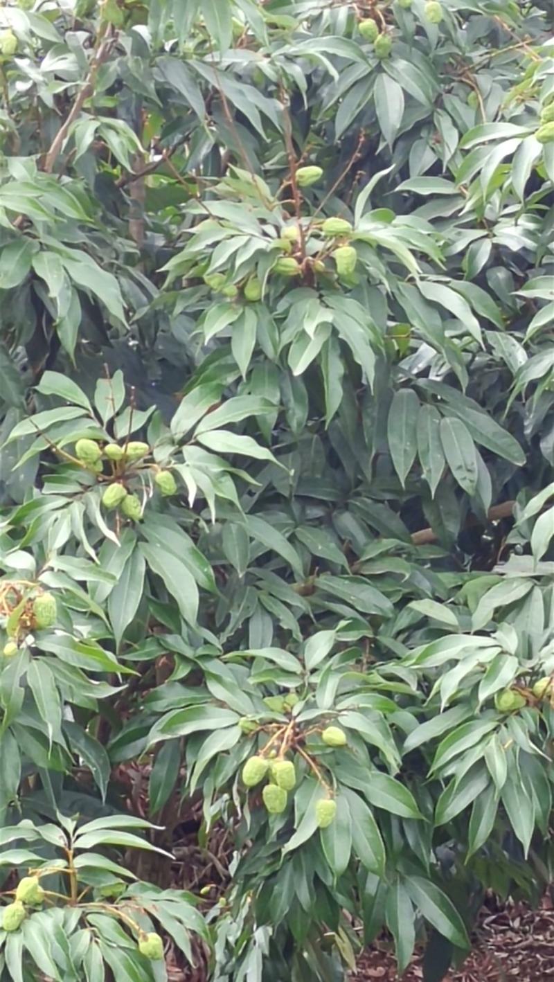 产地大量荔枝即张上市