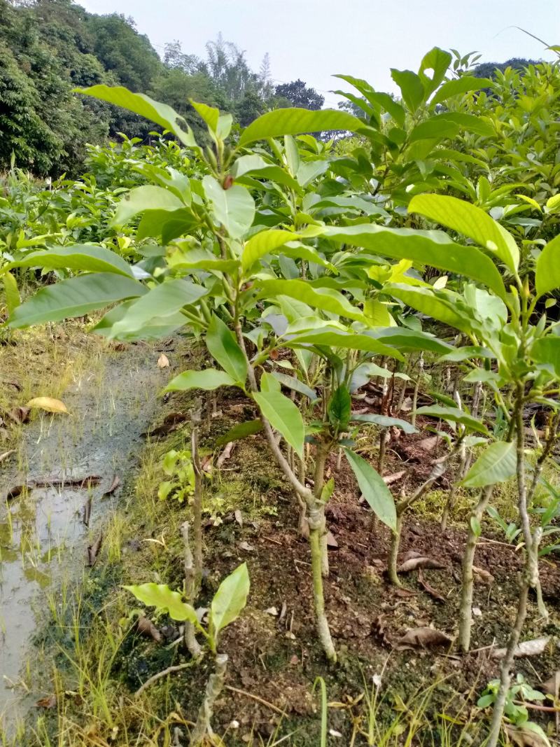 白玉兰苗60厘米高以上质量好价格低诚信合作视频看货，杯苗