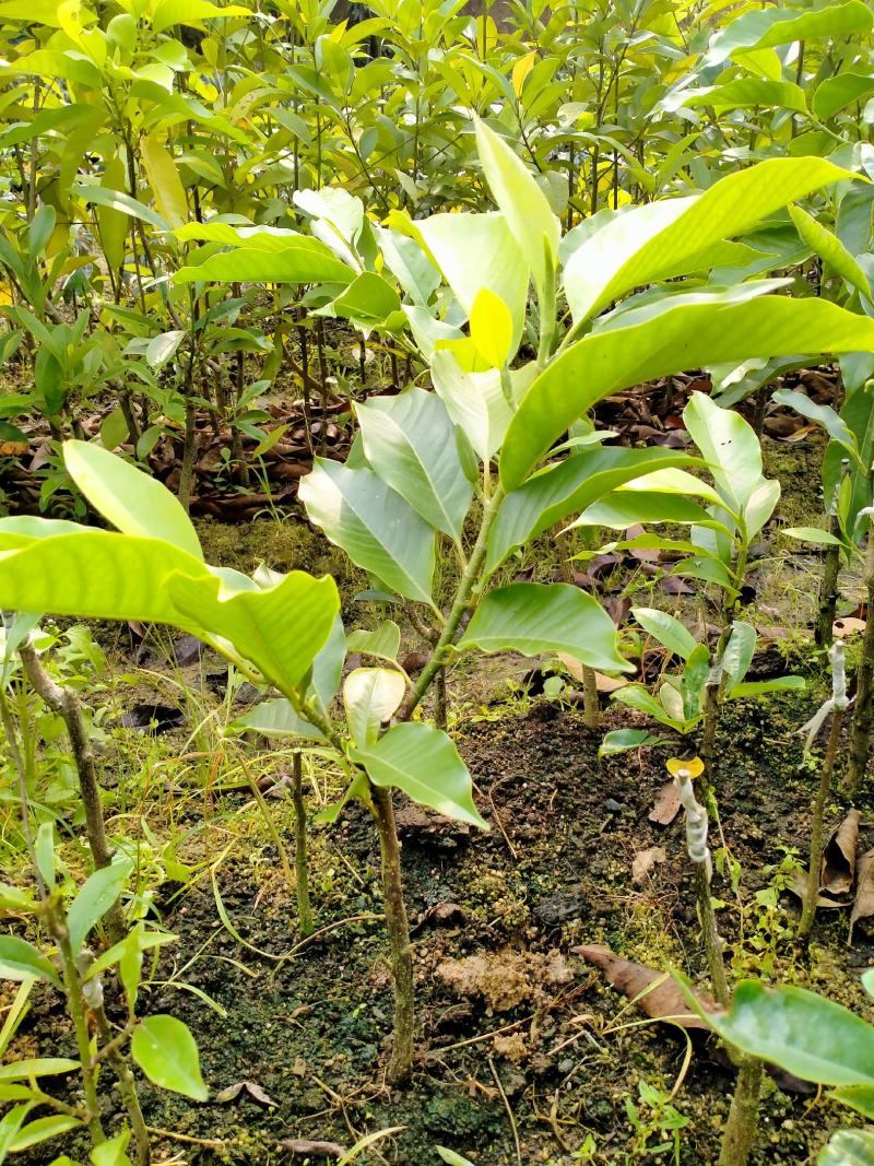 白玉兰苗60厘米高以上质量好价格低诚信合作视频看货，杯苗