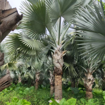 霸王棕棕榈树海枣树漳州霸王棕种植基地苗农一手货源直销低价