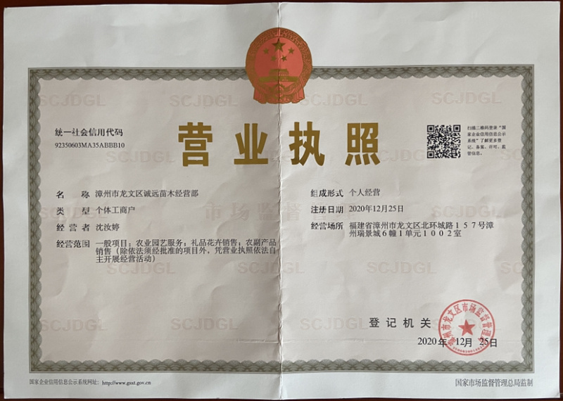 霸王棕棕榈树海枣树漳州霸王棕种植基地苗农一手货源直销低价