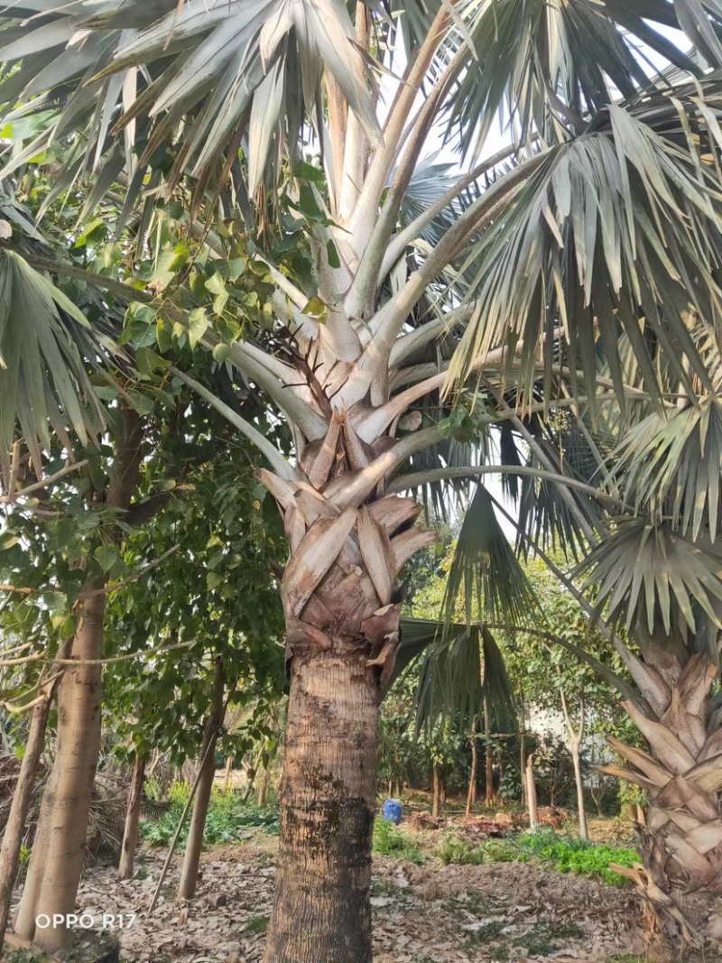 霸王棕棕榈树海枣树漳州霸王棕种植基地苗农一手货源直销低价