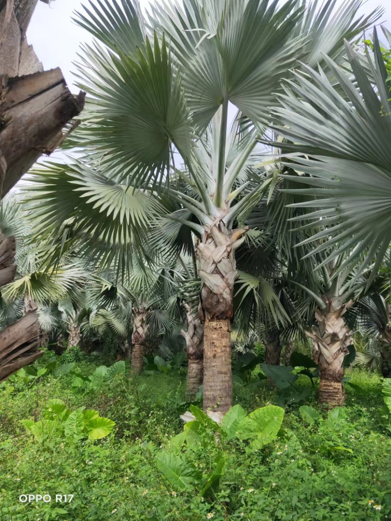 霸王棕棕榈树海枣树漳州霸王棕种植基地苗农一手货源直销低价