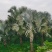 霸王棕棕榈树海枣树漳州霸王棕种植基地苗农一手货源直销低价