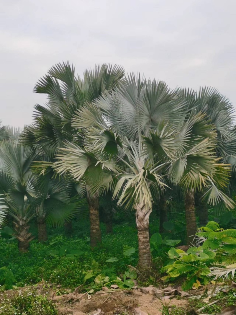 霸王棕棕榈树海枣树漳州霸王棕种植基地苗农一手货源直销低价