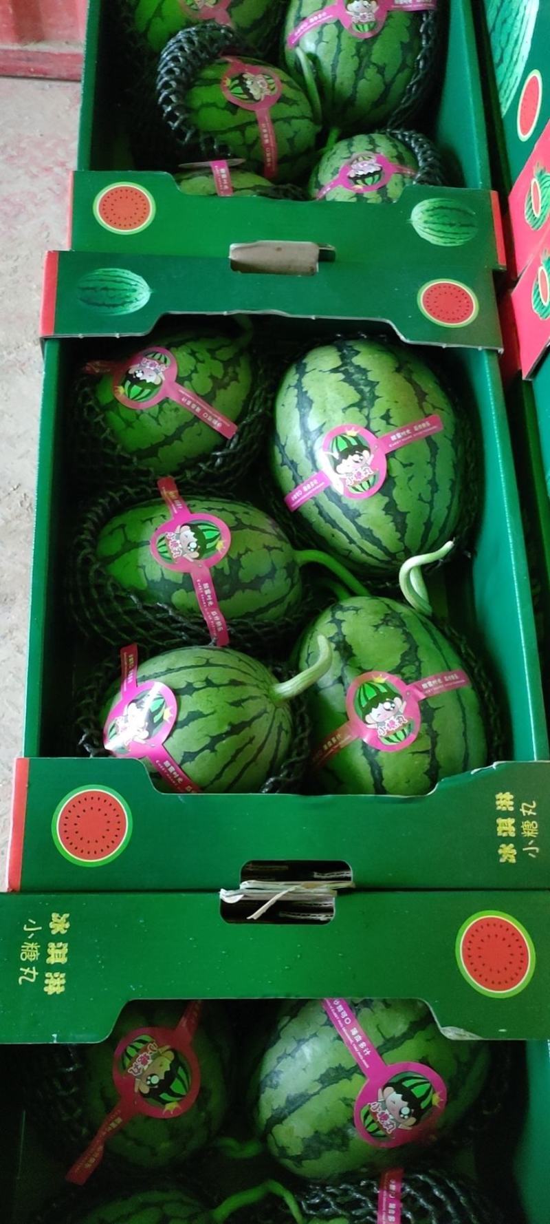 全美2k西瓜小糖丸，早春红玉，包熟包甜，诚信合作量大从优