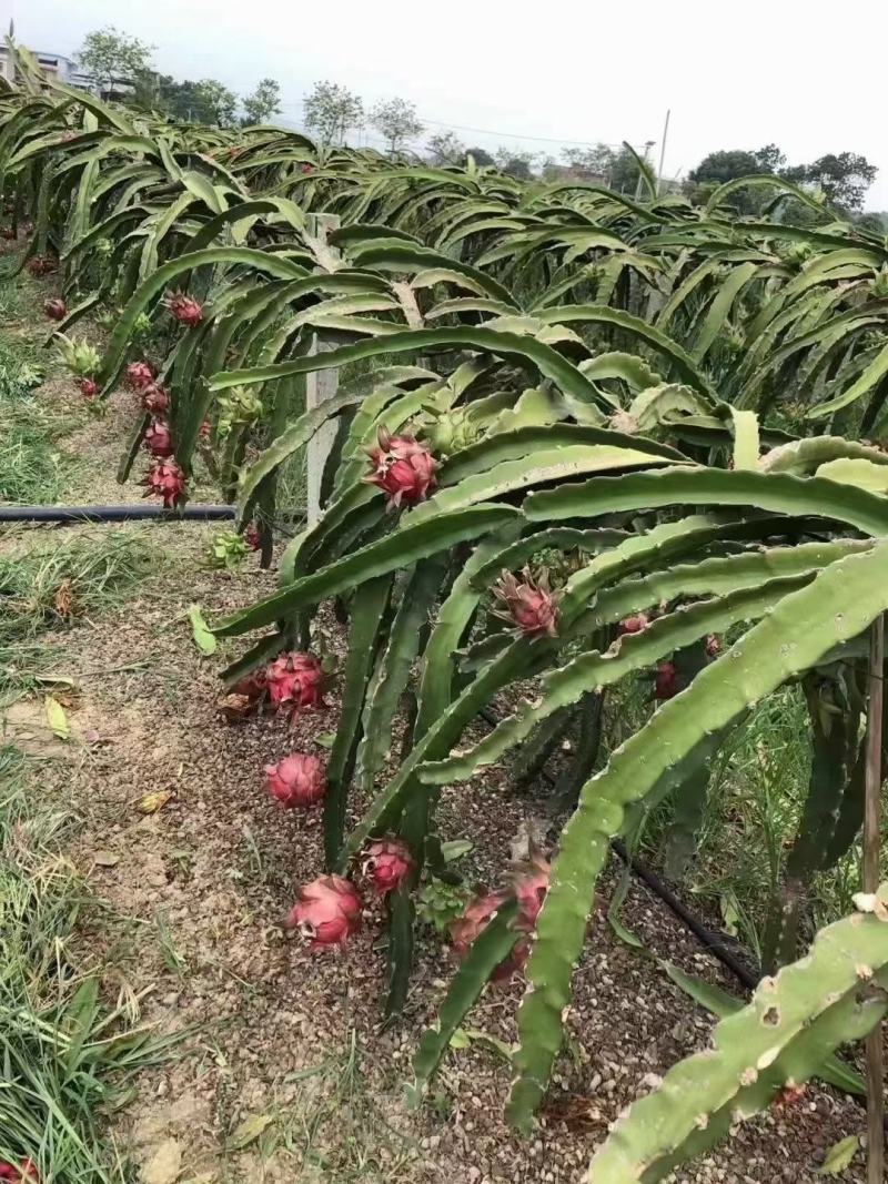 百色火龙果产地，可代办，可一件代发