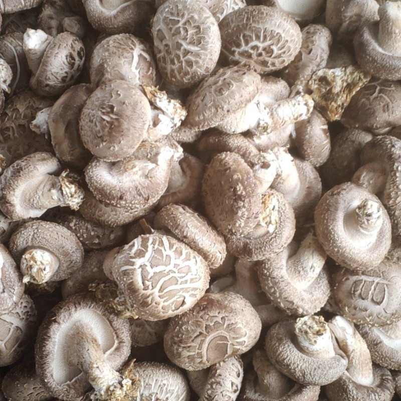 精品花菇，基地直供全国发货诚信经营货源充足