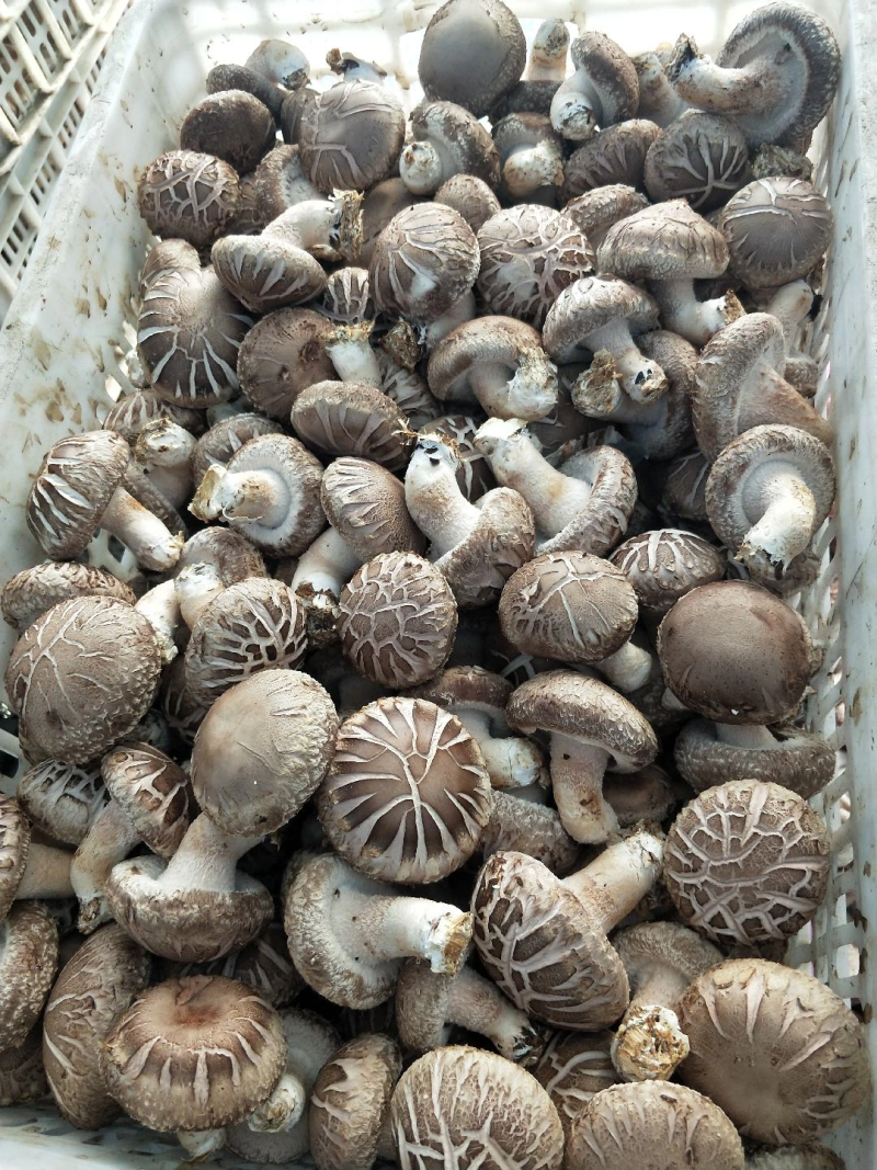 精品花菇，基地直供全国发货诚信经营货源充足