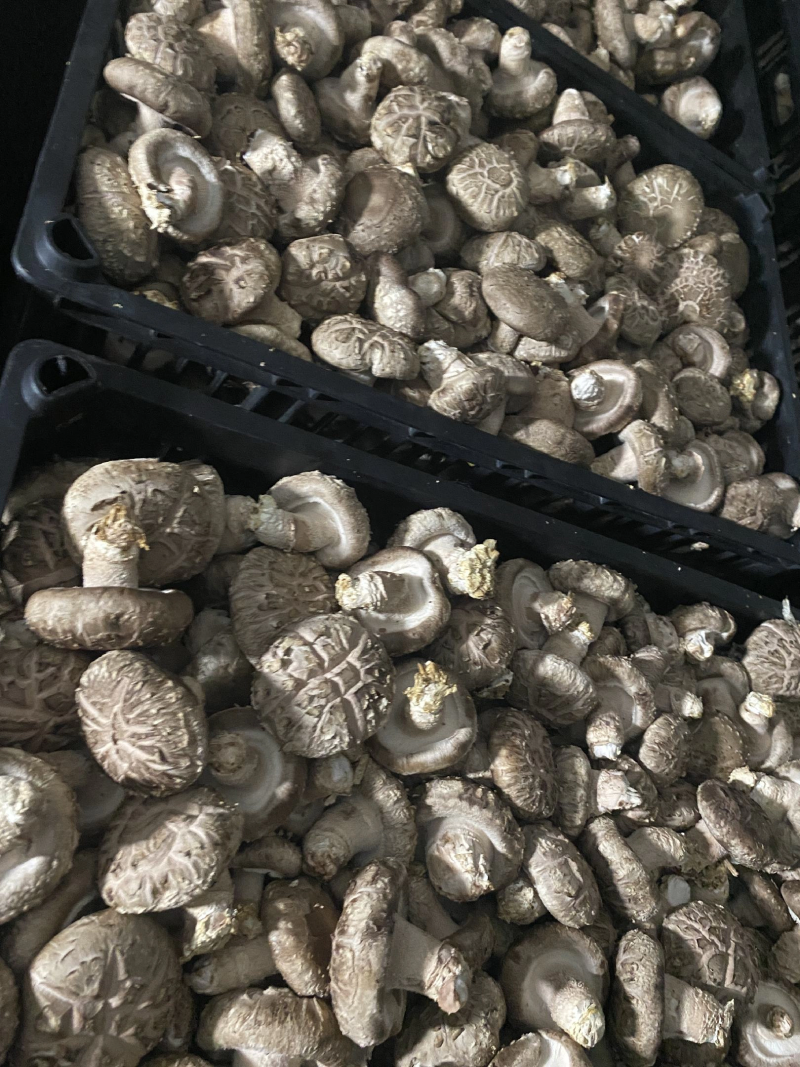 精品花菇，基地直供全国发货诚信经营货源充足
