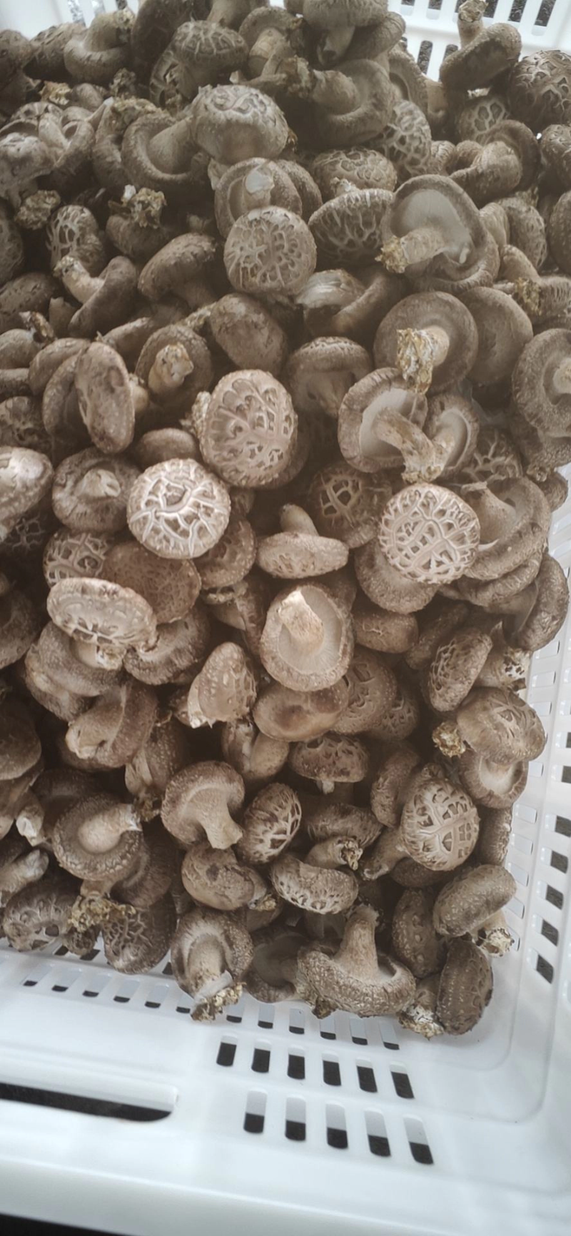 精品花菇，基地直供全国发货诚信经营货源充足