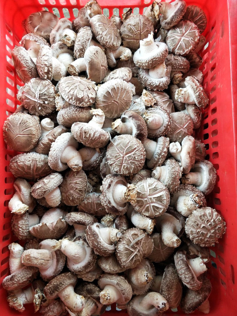 精品花菇，基地直供全国发货诚信经营货源充足