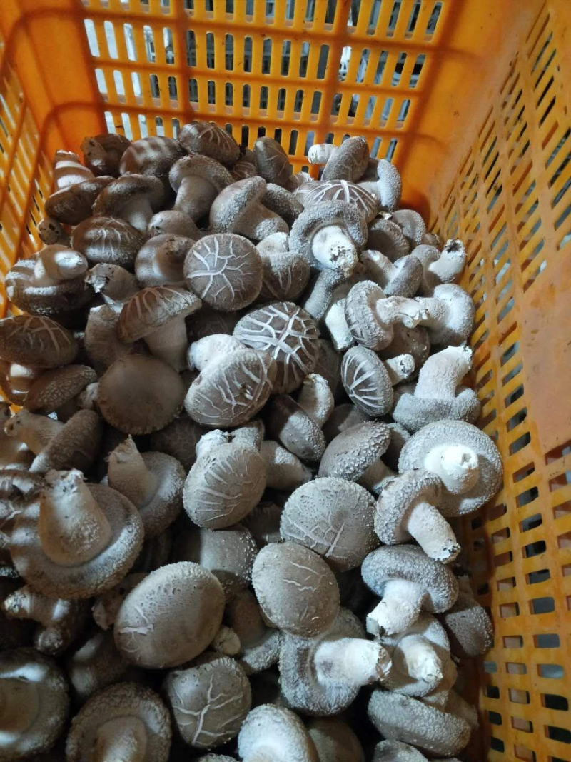 白菇，4-5以上基地直供全国发货诚信经营货源充足