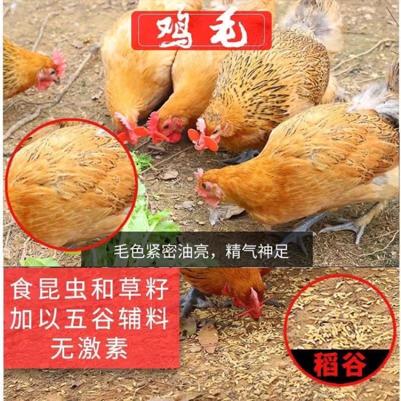 青脚麻鸡
