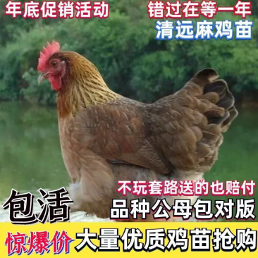 青远麻鸡