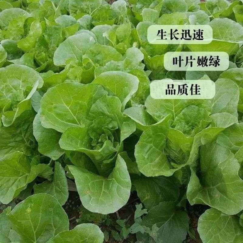四季快菜种子杂交一代50克/袋耐湿热生长